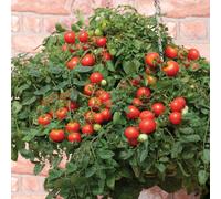 de Jager Patio Vegetable Collection x12