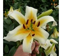 de Jager Sky-Scraping 9 x Giant Lily Bulbs