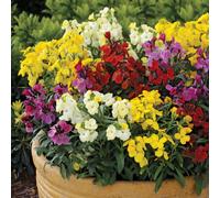 de Jager Sugar Rush Wallflowers x8