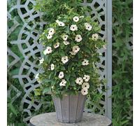 de Jager Tremendous Thunbergia SunEyes x 8