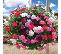 de Jager Tremendous Trailing Ivy Leaf Rosebud Geraniums x 9