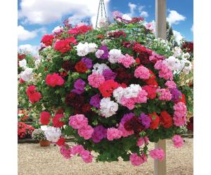 de Jager Tremendous Trailing Ivy Leaf Rosebud Geraniums x 9