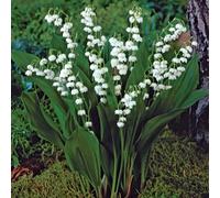 de Jager Wonderful Pink & White Lily of the Valley x 12
