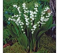 de Jager Wonderful Pink & White Lily of the Valley x 9