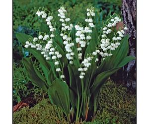 de Jager Wonderful Pink & White Lily of the Valley x 9
