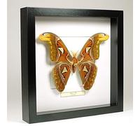 De Museumwinkel.com Attacus Atlas - Atlas Moth - Real Taxidermy Butterfly Mounted Under Glass in Handmade Black Wooden Frame