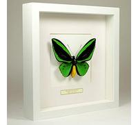 De Museumwinkel.com Ornithoptera priamus poseidon - Common Green Birdwing - Real Taxidermy Butterfly Mounted Under Glass in Handmade White Wooden Frame