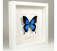 De Museumwinkel.com Papilio ulysses- the Blue emperor - Real Taxidermy Butterfly Mounted Under Glass in Handmade White Wooden Frame