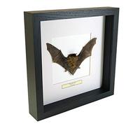 De Museumwinkel.com Pipistrellus kuhlii - Bat - Real Taxidermy Bat Mounted Under Glass in Handmade Black Wooden Frame