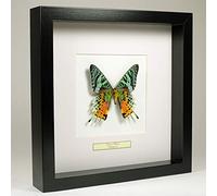 De Museumwinkel.com Urania Ripheus - Madagascan Sunset Moth - Real Taxidermy Butterfly Wall Art in Handmade Black Wooden Frame