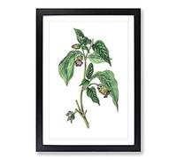 Deadly Nightshade Flowers Illustration Framed Print | A2 Black Framed Wall Art | Ready to Hang | Modern Floral Picture | Living Room Bedroom Lounge Office