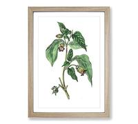 Deadly Nightshade Flowers Illustration Framed Print | A2 Oak Framed Wall Art | Ready to Hang | Modern Floral Picture | Living Room Bedroom Lounge Office