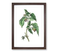 Deadly Nightshade Flowers Illustration Framed Print | A2 Walnut Framed Wall Art | Ready to Hang | Modern Floral Picture | Living Room Bedroom Lounge Office