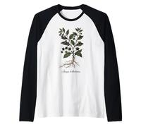 Deadly Nightshade Vintage Botanical Illustration Raglan Baseball Tee