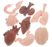 DEARMAMY 8Pcs Human Organ Model Lightweight Anatomy Teaching Props for Medical Students Doctors Brain Heart Intestine Kidney Study Aid