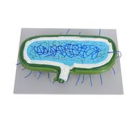 DEARMAMY Cell Nucleus Model Anatomy Educational Toy for Biology Lessons Classroom Model Human Microglia Cell Line Student Teaching Demonstration