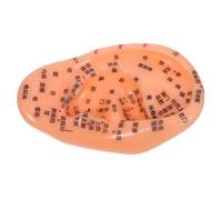 DEARMAMY Ear Anatomical Model Teaching Prop Ear Model Acupoint Pressure Zones Ear Model for Ear Massage and Practice