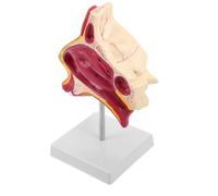 DEARMAMY Nasal Cavity Anatomy Model Clinical Simulation and Tactile Recognition Features with Plastic and Metal Construction for Science Class Display and Speech Therapy Training