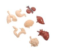 DEARMAMY Professional Human Internal Organs Model for Anatomy Teaching Realistic Physiology Educational Tool for Medical Nursing and School Use