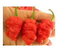 Death Spiral Chilli Seeds - 10 Fresh Seeds