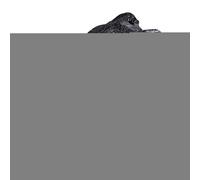 Death Whistle - Death Whistle | Aztec Royal Screaming Death | Authentic Screams On Human Sound | Real Scream Of Aztec Crow's Mouth Design | Authentic Terrifying Sound | I