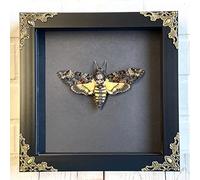 Death's Head Hawk Moth (Acherontia atropos) Baroque Style Deep Shadow Box Display | Spread Specimen | Frame Size 17.5 x 17.5cm