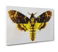 Deaths head Moth Canvas Print | Gallery Wrapped 30mm Frame Wall Art | 24x16 inches | Ready to Hang | Retro Picture | Living Room Bedroom Lounge Office