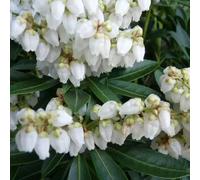 'Debutance' Pieris Japonica Flowering Evergreen Shrub Plant - 17cm Pot