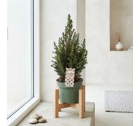 December Picea Christmas Tree - 19Cm Pot, 65Cm