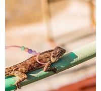 DECHOUS 1Pc Adjustable Lizard Traction Rope Glow the Dark Harness for Reptiles for Lizards Bearded Dragons Iguanas Geckos Chameleons Durable Outdoor Use