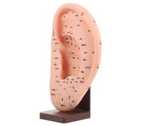 DECHOUS 1Pc Ear Acupoint Model with Base Ear Massage Tool for Acupoint Teaching Realistic Ear Reflection Area Display Unique Design for Educational Use