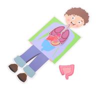 DECHOUS 2Sets DIY Human Organ Model Craft Kit Educational Science Experiment for Understanding Body Anatomy for Learning Projects and Creative Fun