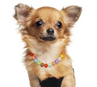 DECHOUS Adjustable Resin Necklace Collar for Small Dogs and Puppies with Distinctive Candy Colours, Strong and Stylish Design, for Wedding and Party Wear