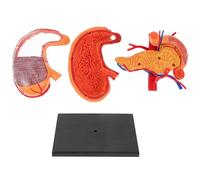 DECOMELODY 1pc Anatomical Stomach Model for Teaching Demonstration Realistic Human Body Organ Model Educational Supply for Students Teachers Nursing Schools Vivid Color Detailed Structure for