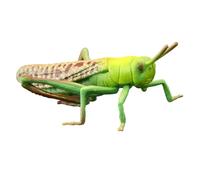 DECOMELODY 1pc Cognitive Plastic Locust Model for Early Education and Imaginative Play Realistic Decorative Insect Figure for Natural Science Learning and Curiosity Development