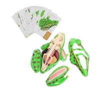 DECOMELODY Educational Simulated Frog Dissection Model Realistic and Safe Anatomy Tool for Science Projects Enhances Observation Learning Skills and Biology Knowledge