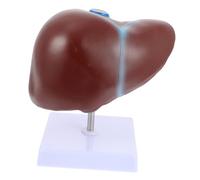 DECOMELODY Human Liver Anatomical Model with Base Realistic Liver Display for Medical Teaching Physiology Education Nursing and Health Schools and Anatomy Tool
