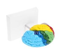 DECOMELODY Scale Human Brain Teaching Model Right Hemisphere Anatomy Neuroscience Learning Medical Education Tool with Clear Labels Construction for Classroom Study