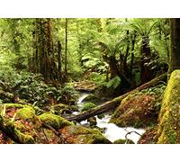 decomonkey Photo Wallpaper Forest 350 x 256 cm - Landscape Waterfall Nature Ferns Trees Wall Mural Non-Woven Murals Wall Art Modern Design Print Home Decoration Wood Green Bedroom Living Room