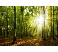 decomonkey Photo Wallpaper Forest 400x280 cm - Tree Nature Landscape Plant Wall Mural Non-Woven Murals Wall Art Modern Design Art Print Home Decoration Artdeco Bedroom Living Room Green