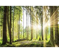 decomonkey Photo Wallpaper Forest 450 x 315 cm - Landscape Nature Trees Sun Wall Mural Home Decoration Non-Woven Murals Wall Art Modern Design Art Print Wood Bedroom Living Room Green Brown