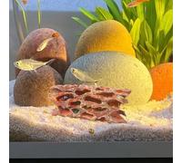 Decorative Betta Fish House - Resin Natural, Breeding Resting Tunnel Shelter | Perfect for Shrimp Aquarium Tank Retreat Hiding Place Aquatic Animals Decoration Display