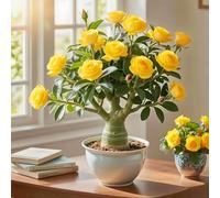 Decorative Desert Rose, Harmonious Accent for Home and Garden, 1 Onion Z