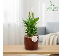 Decorative Green Plant Arrangement - 13Cm Ceramic Pot
