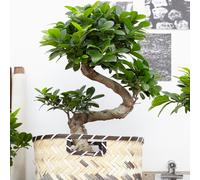 Decorative Indoor Bonsai 'Ficus Ginseng' 12Cm Pot Live Plant For Home Or Office