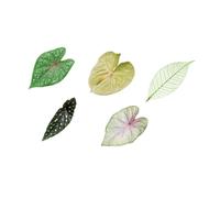 Decorative Set, A