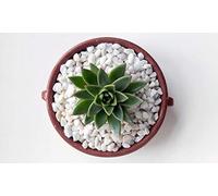 Decorative Stones, Pebbles & Chippings | Marble | Pot Topper | Succulents | Garden & Home Decor (Alpine White Chippings 2kg)