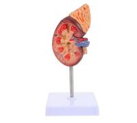 DECORNIJIA 1 Life Size Kidney Anatomical Model with Base for Medical Study, Human Organs Teaching Prop Suitable for Biology Class and School Education