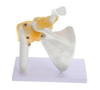 DECORNIJIA 1Pc Human Skeleton Shoulder Joint Model Educational Tool for Anatomy Teaching Robust Structure with Stable Base for Professional Use Schools and Clinics