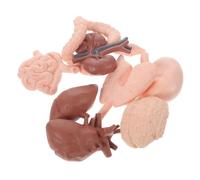 DECORNIJIA 8Pcs Human Organ Model Lightweight Anatomy Teaching Props for Students Classroom Medical Study Brain Heart Liver Stomach Kidney Intestines